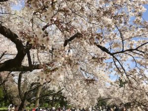 東京,新宿の桜