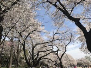 新宿区 お花見