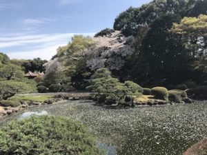 新宿御苑 Live Englishオンライン英会話のお花見