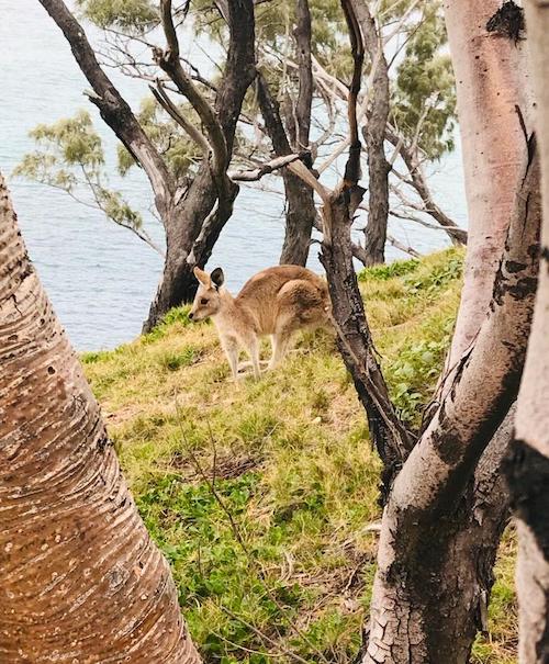 オーストラリア ブリスベンの自然